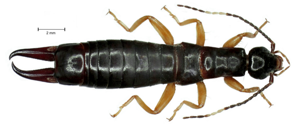 E. arcanum