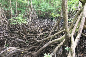 Trip to mangroves_1 (photo Musiolek)  
