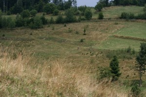 extenzivně využívané pastviny okolo Hriňové (Vrchslatina) (foto: OK)  